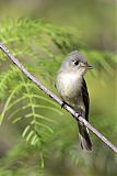 Cuban Pewee